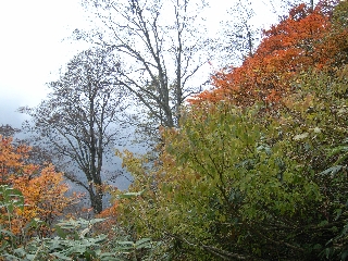 20061029koyo1.jpg