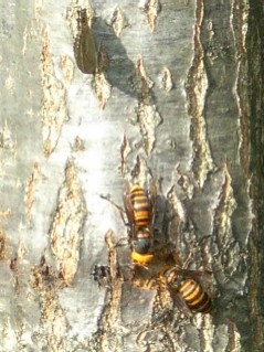 20090920bee.JPG