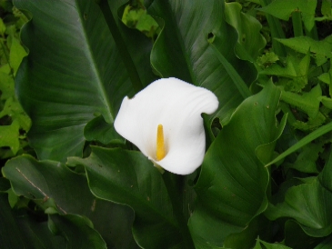 20100613flower.JPG