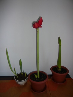 amarilis & tulips.jpg