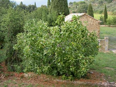 fig tree.JPG