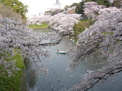 Cherry blossom 1.jpg