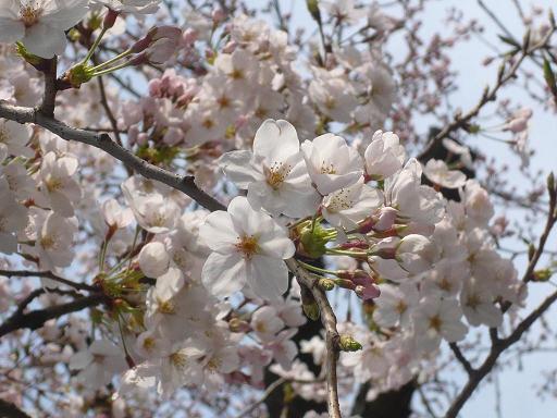 cherry blossoms 3.jpg