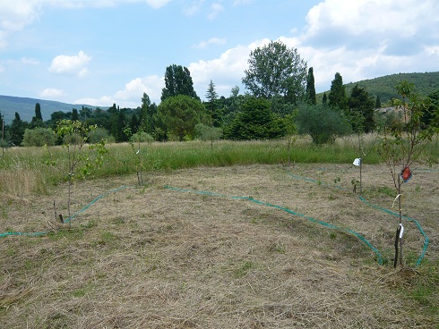 Fruit trees with sprinkler.jpg