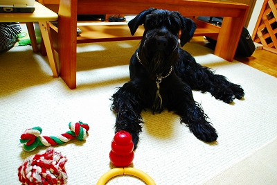 デカおもちゃ♪