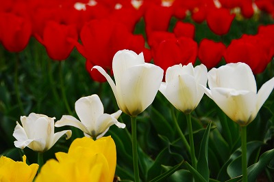 チュ～リップ♪