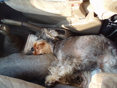 犬団子 ―●●●　