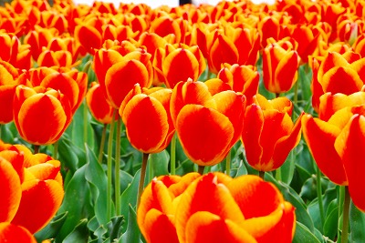 チュウリップ♪