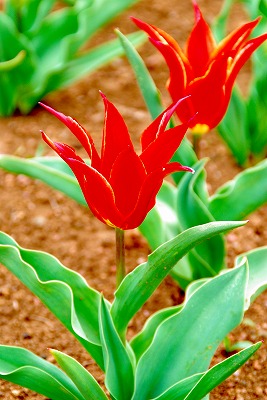 チュウリップなんです！!