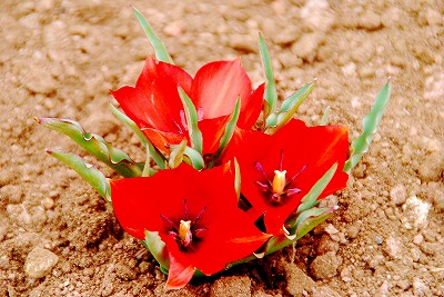 なんじゃらホイ　!?