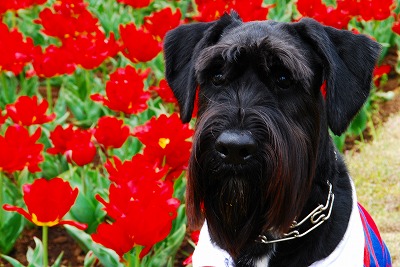 坊＆チュ～リップ♪