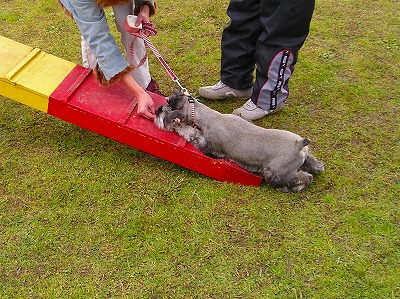 ビビリ!！デニくん♪