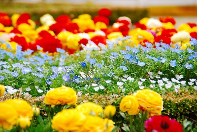 「フラワーヒル菊池高原」