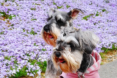 デニ＆レノと芝桜♪