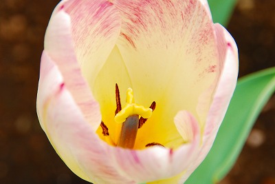 フラワーヒル菊池高原