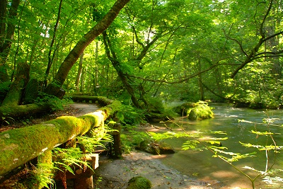 奥入瀬　７