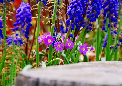 フラワーヒル菊池高原