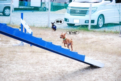 ピッピ＆神竜♪