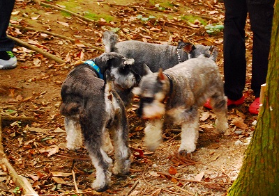 グルグルヽ(＠◇＠)ノ グルグル