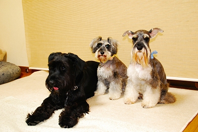 トリミング後♪