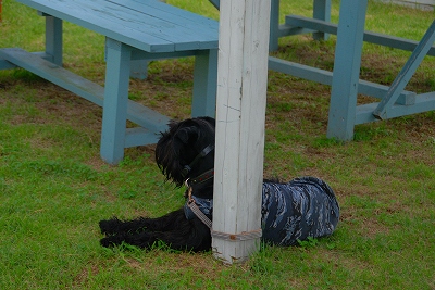 Twinkle*CAFEのドッグラン