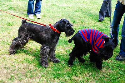 ゴメンナサイ（泣き）