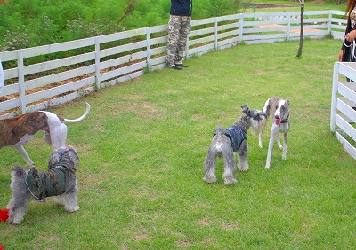 Twinkle*CAFEのドッグラン