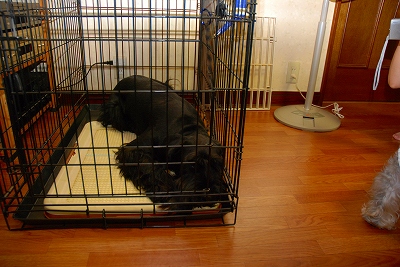 ワンコ主催飲み会♪