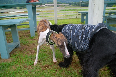 Twinkle*CAFEのドッグラン