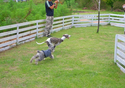 Twinkle*CAFEのドッグラン