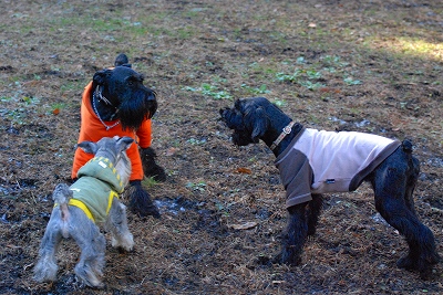 コーレアねーさん♪