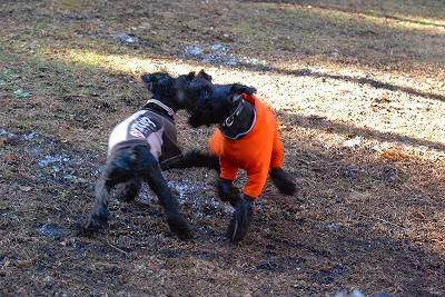 コーレアねーさん♪