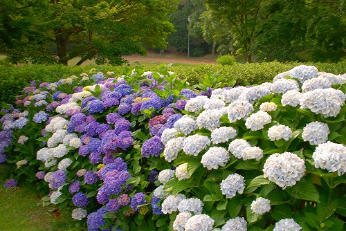 駕与丁の紫陽花♪