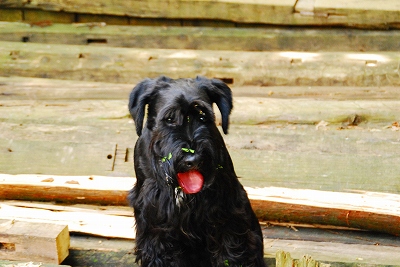 僕も負けたでアル(;゜(エ)゜；)