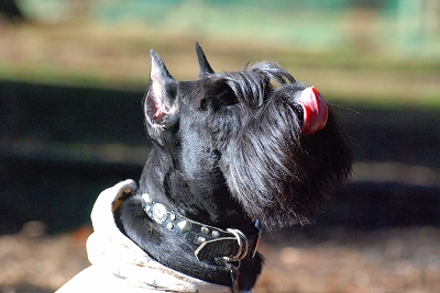 ドゥルガーにっこり♪