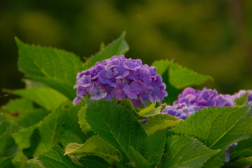 駕与丁の紫陽花２♪