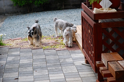 ワンコ主催飲み会♪