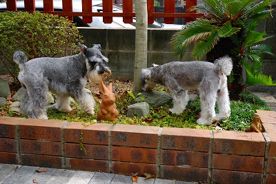 ワンコ主催飲み会♪