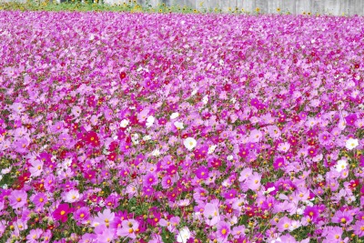 満開のコスモス♪