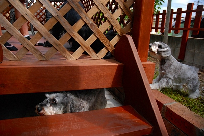 ワンコ主催飲み会♪