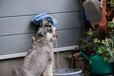 ワンコ主催飲み会♪