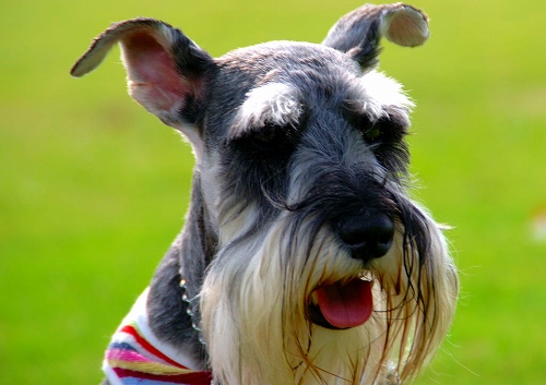 デニくんスマイル♪