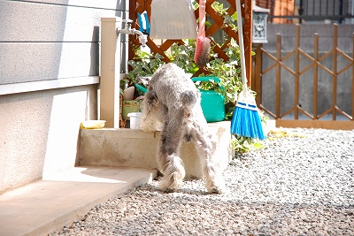 ワンコ主催飲み会♪
