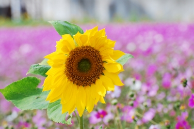 向日葵＆コスモス♪