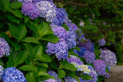 紫陽花♪