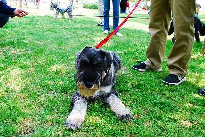 Ｓ＆Ｐのレオンくん