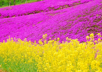 芝桜＆菜の花♪