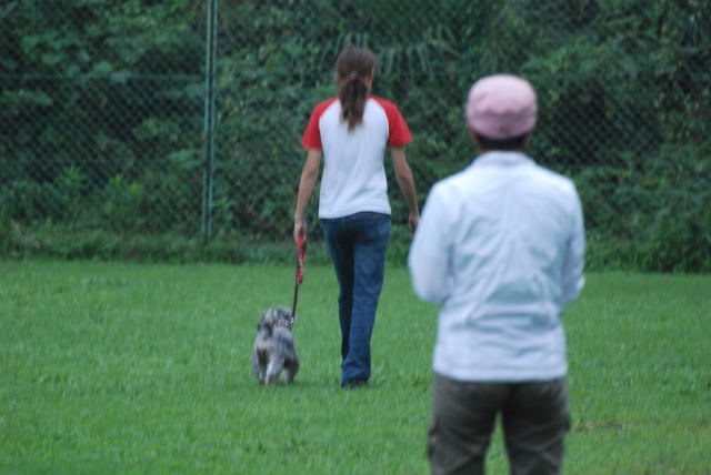 レノちゃんの脚側行進