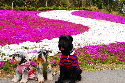 ＤＲＡ＆芝桜♪