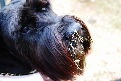 アル坊も芝鼻??